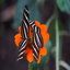 lowres